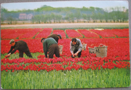 HOLLAND NETHERLAND LAND OF FLOWERS BLOEMENLAND POSTCARD CARTOLINA ANSICHTSKARTE CARTE POSTALE POSTKARTE CARD - Andere & Zonder Classificatie