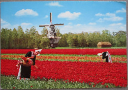 HOLLAND NETHERLANDS LAND OF FLOWERS BLOEMENLAND POSTCARD CARTOLINA ANSICHTSKARTE CARTE POSTALE POSTKARTE CARD - Andere & Zonder Classificatie