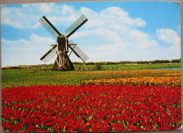 HOLLAND NETHERLANDS LAND OF FLOWERS BLOEMENLAND POSTCARD CARTOLINA ANSICHTSKARTE CARTE POSTALE POSTKARTE CARD - Andere & Zonder Classificatie