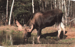 CANADA - Le Jardin Zoologique De Saint Félicien - Elan D'Amérique - Parc Des Sentiers De La Nature - Carte Postale - Autres & Non Classés