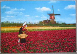 HOLLAND NETHERLANDS LAND OF FLOWERS BLOEMENLAND POSTCARD CARTOLINA ANSICHTSKARTE CARTE POSTALE POSTKARTE CARD - Andere & Zonder Classificatie