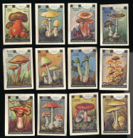 Meurisse - Ca 1930 - 6 - Champignons Vénéneux, Poisonous Mushrooms - Full Serie (no 5 Damaged) - Autres & Non Classés