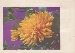 FLOWERS Vintage Postcard CPSM #PAR691.GB - Flores