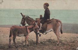 DONKEY Animals Children Vintage Antique Old CPA Postcard #PAA340.GB - Anes