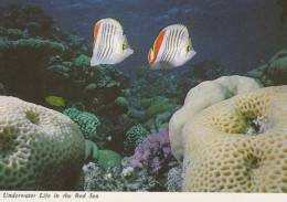 POISSON Animaux Vintage Carte Postale CPSM #PBS887.FR - Fish & Shellfish