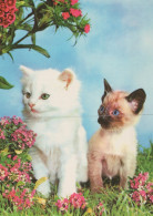 CHAT CHAT Animaux Vintage Carte Postale CPSM #PAM316.FR - Gatos