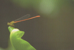 INSEKTEN Tier Vintage Ansichtskarte Postkarte CPSM #PBS490.DE - Insekten