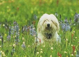 HUND Tier Vintage Ansichtskarte Postkarte CPSM #PAN706.DE - Perros