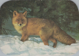 FOX Animale Vintage Cartolina CPSM #PBS818.IT - Autres & Non Classés