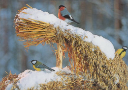 UCCELLO Animale Vintage Cartolina CPSM #PAN383.IT - Vogels