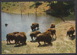 Bisons En Liberté Safari Parc De Peaugres 07 - Otros & Sin Clasificación
