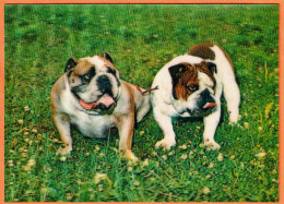 - M59753CPM - ANIMAUX - Bulldog - Carte Stereo 3 D - Très Bon état - THEMES - Perros