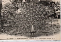 235 Museum D Histoire Naturelle Le Paon Faisant La Roue - Musea