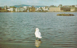 Reykjavik - Lake View - Iceland