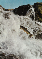 Iceland - Salmon In Laxa River , Kjos District - Islande