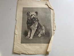 Lot De 23 Reproductions  Signées De Chiens - Other & Unclassified