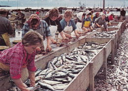 Iceland - Herring Salting In North Iceland - Island