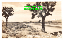 R428507 California. State Highway Across The Mojave Desert. Frasher Inc - Mondo