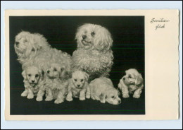 W8P10/ Familienglück Hunde Schöne Foto AK 1937 - Chiens