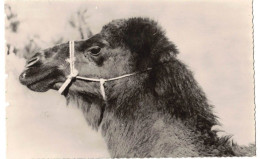 ANIMAUX AFRIQUE DU NORD MAGHREB : CHAMEAU BOUSAADIEN - SCENES ET TYPES ALGERIE BOU SAÂDA - Andere & Zonder Classificatie