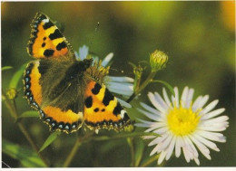 Butterfly - Papillon - Vlinder - Schmetterling - Farfalla - Borboleta - Mariposa - Small Tortoiseshell - Aglais Urticae - Butterflies