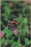 Butterfly - Papillon - Vlinder - Schmetterling - Farfalla - Borboleta - Mariposa - Red Admiral - Vanessa Atalanta - Butterflies