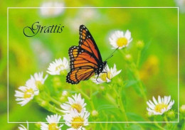 Butterfly - Papillon - Vlinder - Schmetterling - Farfalla - Borboleta - Mariposa - Animal - Fauna - Mariposas