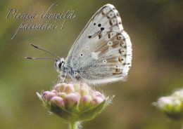 Butterfly - Papillon - Vlinder - Schmetterling - Farfalla - Borboleta - Mariposa - Animal - Fauna - Farfalle