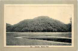 Calcutta - Banian Tree - India