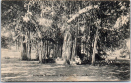 SRI LANKA CEYLAN - Banyan Tree Near Esplanade Negombo  - Sri Lanka (Ceilán)