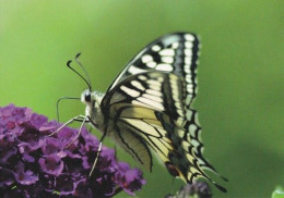 Butterfly - Papillon - Vlinder - Schmetterling - Farfalla - Borboleta - Mariposa - Animal - Fauna - Schmetterlinge