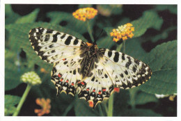 Butterfly - Papillon - Vlinder - Schmetterling - Farfalla - Borboleta - Mariposa - Fauna - Noorder Animal Park - Papillons