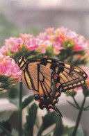 Butterfly - Papillon - Vlinder - Schmetterling - Farfalla - Borboleta - Mariposa - Fauna - Papillons