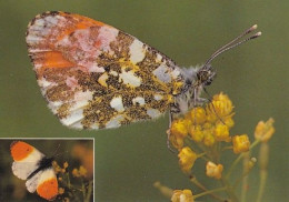 Papillon - Vlinder - Schmetterling - Farfalla - Borboleta - Mariposa - Orange Tip Butterfly -  Anthocharis Cardamines - Butterflies