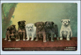 W6T01/ Contemplation - Schöne Hunde AK Ca.1910 - Hunde