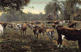 Panamá - A Native Cattle Farm - Publ. I. L. Maduro Jr. 184 - Panamá