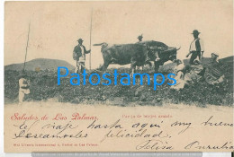 227381 SPAIN ESPAÑA LAS PALMAS COSTUMES PEOPLE & PAREJA DE BUEYES ARANDO CIRCULATED TO ARGENTINA  POSTAL POSTCARD - Andere & Zonder Classificatie