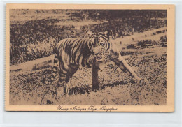 Singapore - Young Malayan Tiger - Publ. M. Prager  - Singapur