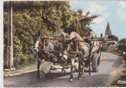 PAYSAGE LANDAIS, Attelage De Mules - Transport De Bois - Otros & Sin Clasificación