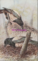 Animals Postcard - British Birds, Magpies. Artist Maude Scrivener   DZ116 - Birds