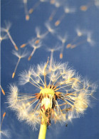 FLOWERS, DANDELION, PLANT, GERMANY, POSTCARD - Flowers