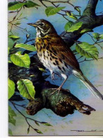 Carnet Museum Collection Great British Company, Illustrateur, Song Thrush - Vogels