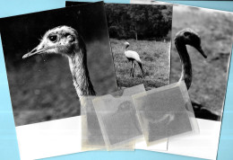 (Lot De 3) PHOTO Photographie Artistique Avec Son Négatif 6 X 6 (libre De Droit) OISEAUX Dont Echassiers - Other & Unclassified