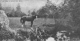 Héricy Canton Fontainebleau Cheval Publicité Chocolat Du Planteur Format 7 X 13 - Other & Unclassified