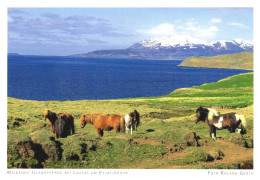 ANIMAL,HORSE, EYJAFJORDUR,  MOUNTAIN, ICELAND, POSTCARD - Caballos