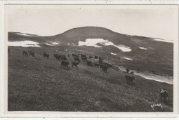 38 DEPT 15 : édit. Argra N° 175 : Le Plomb Du Cantal - Otros & Sin Clasificación