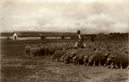 Hungary - Schäfer - Hungary