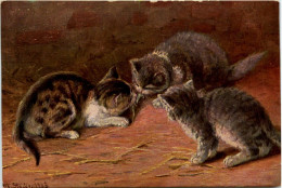 Katze - Cat - Gatos