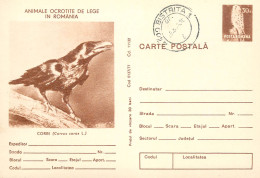 Postal Stationery Postcard Romania Raven Corvus Corax - Roemenië