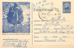 Postal Stationery Postcard Romania Dropia Bird 1966 - Roemenië